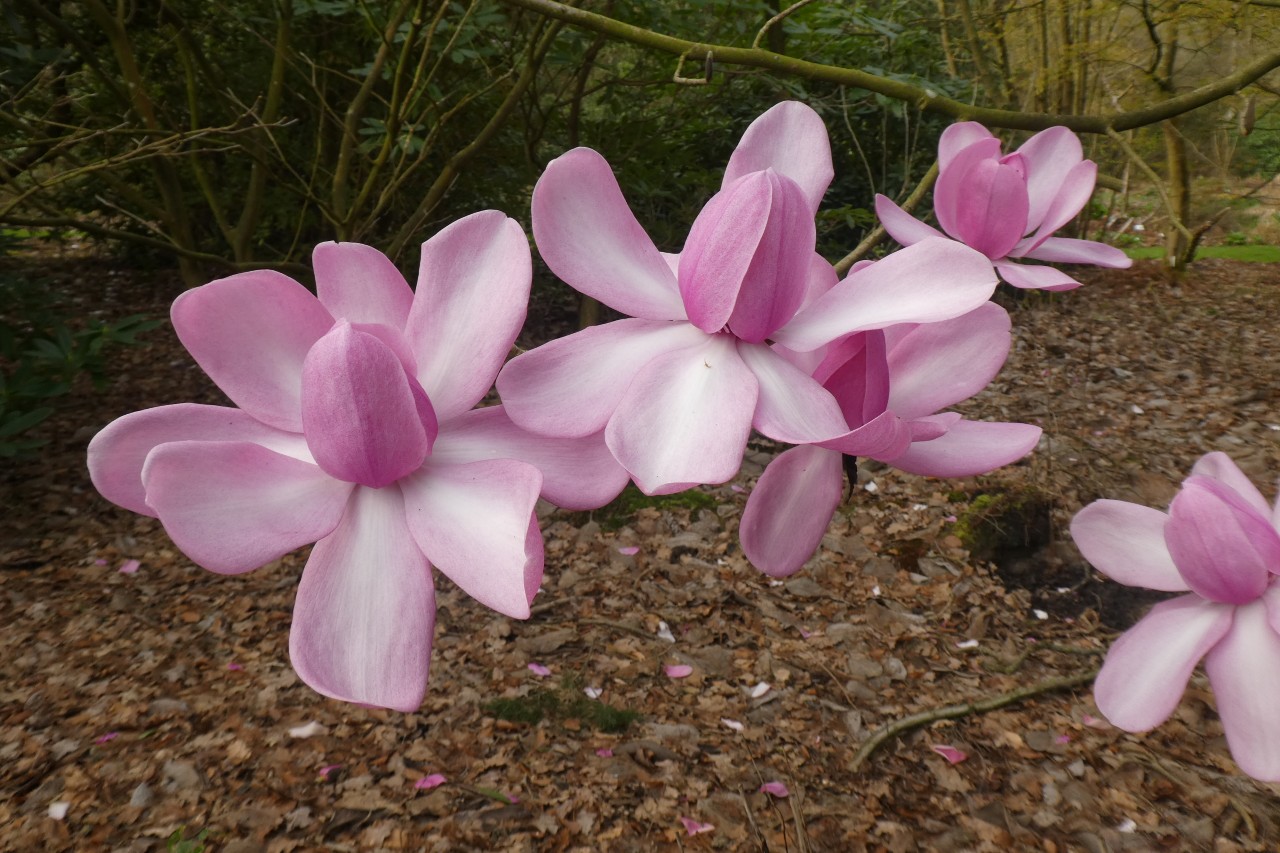 Image of M. campbellii 'Charles Raffill'